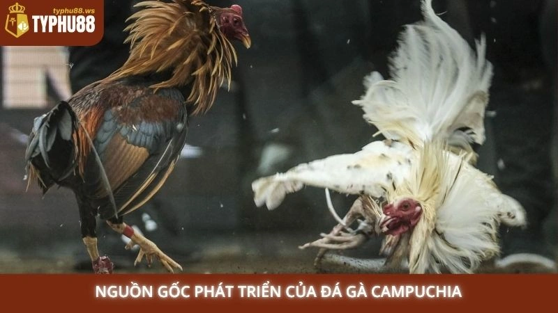 Nguồn gốc phát triển của đá gà Campuchia