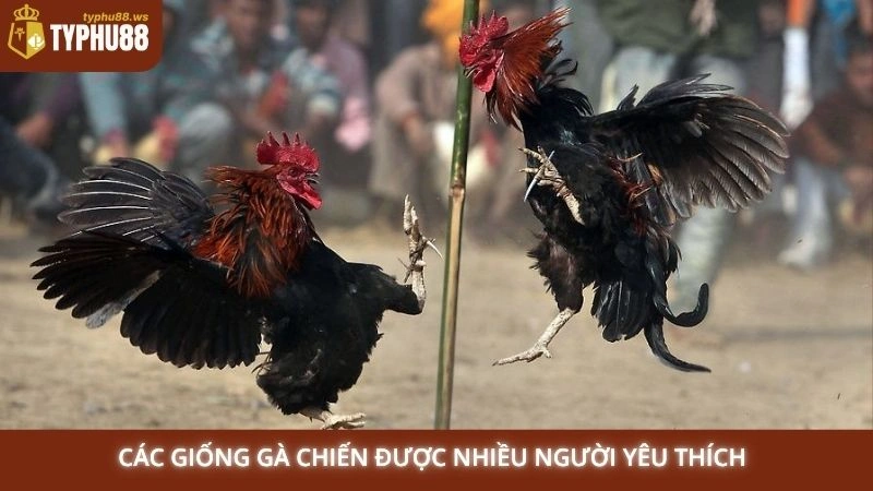 Các giống gà chiến được nhiều người yêu thích 