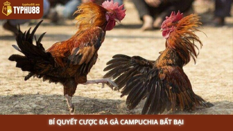 Bí quyết cược đá gà Campuchia bất bại