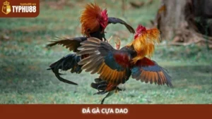Đá gà cựa dao Typhu88