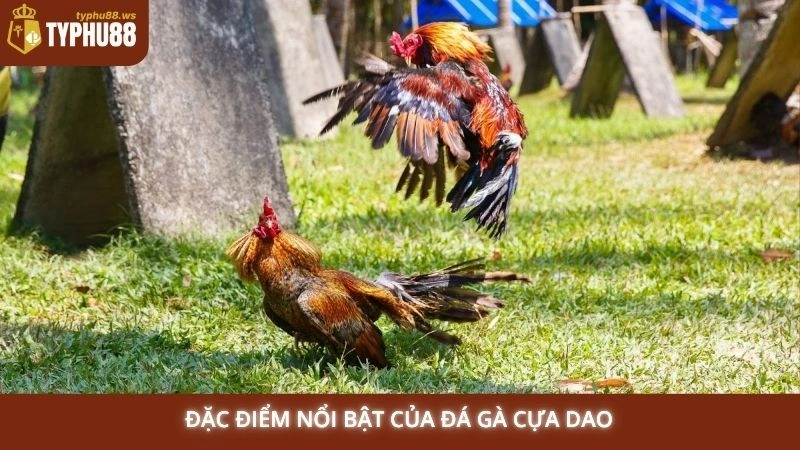 Đặc điểm nổi bật của đá gà cựa dao