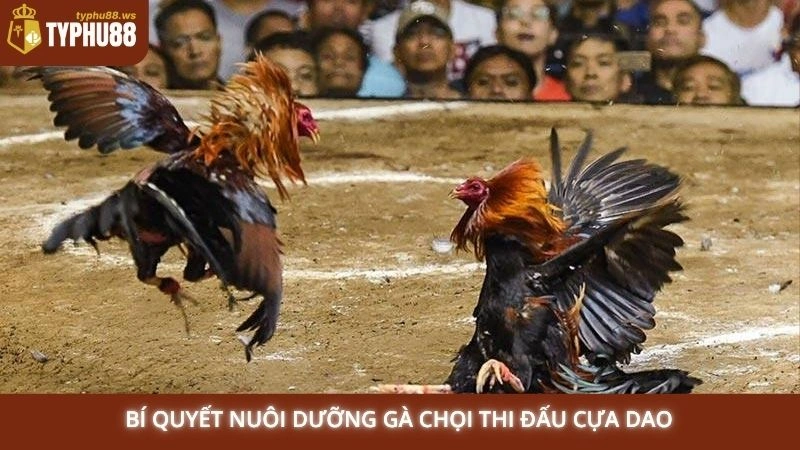 Bí quyết nuôi dưỡng gà chọi thi đấu cựa dao