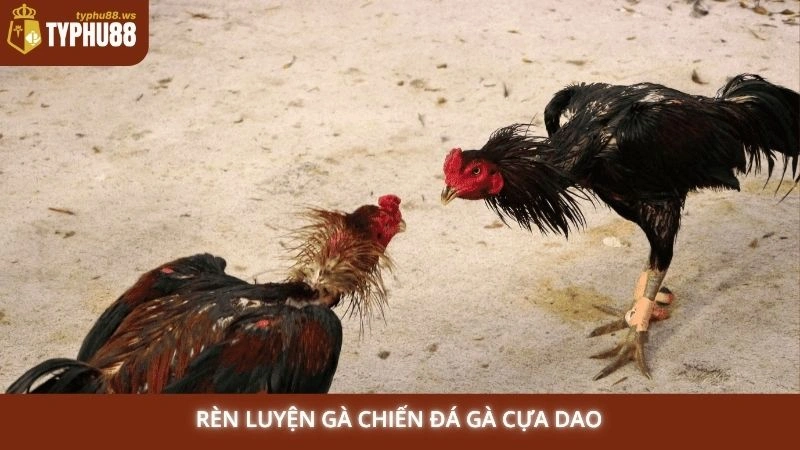 Rèn luyện gà chiến đá gà cựa dao