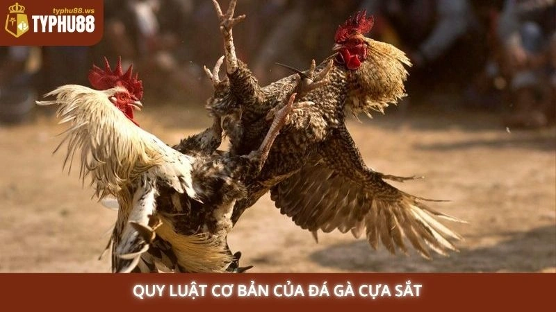 Quy luật cơ bản của đá gà cựa sắt