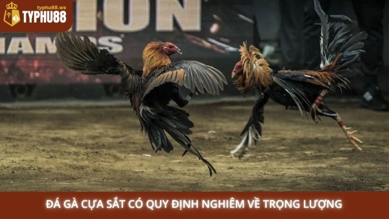 Đá gà cựa sắt có quy định nghiêm về trọng lượng