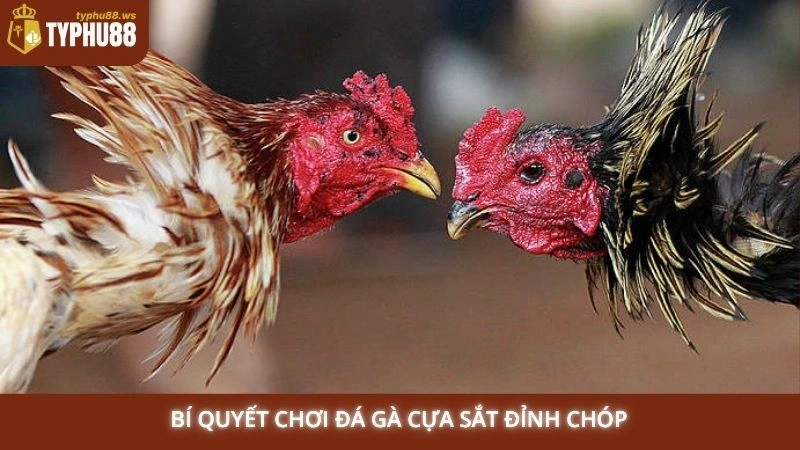 Bí quyết chơi đá gà cựa sắt đỉnh chóp